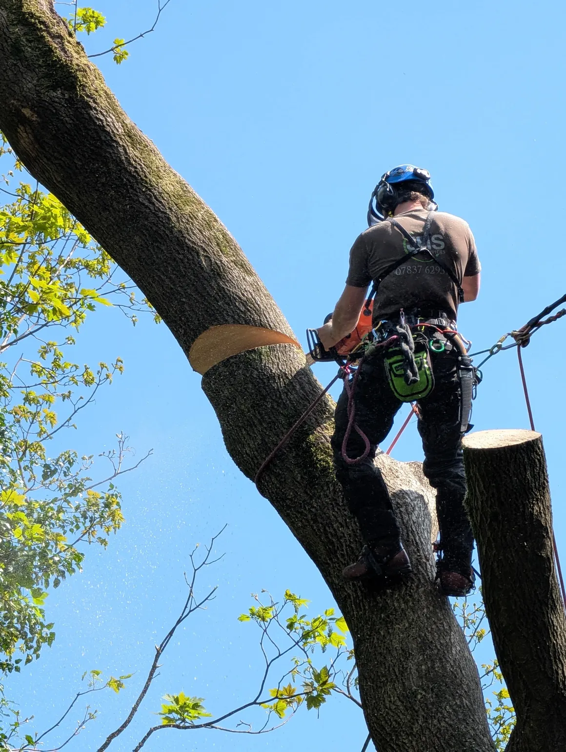 Tree surgeon working on a large cut stem high above the ground