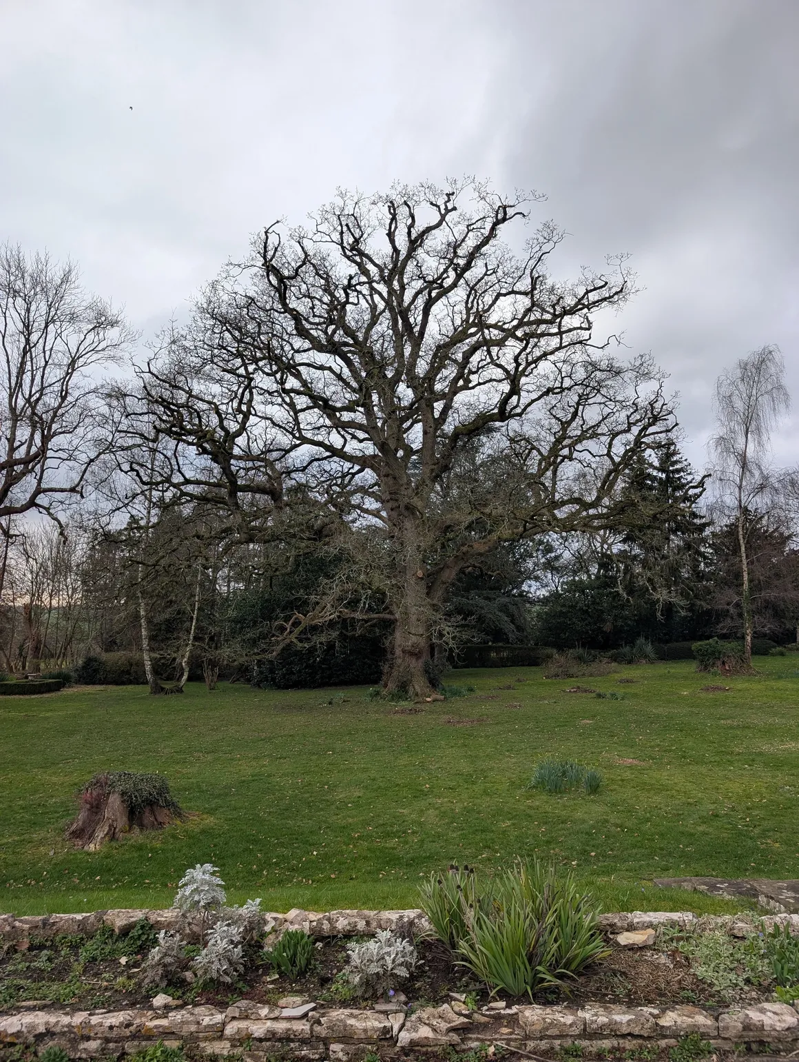 Ash tree felling job with cut logs on the ground