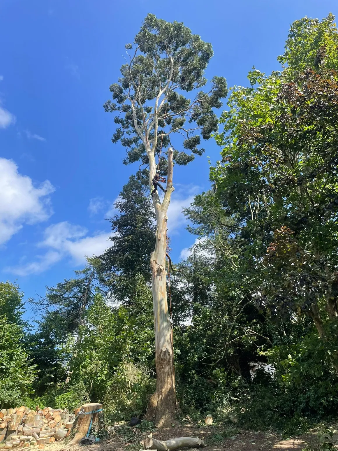 JHS arborist climbing high in a tree against a clear blue sky