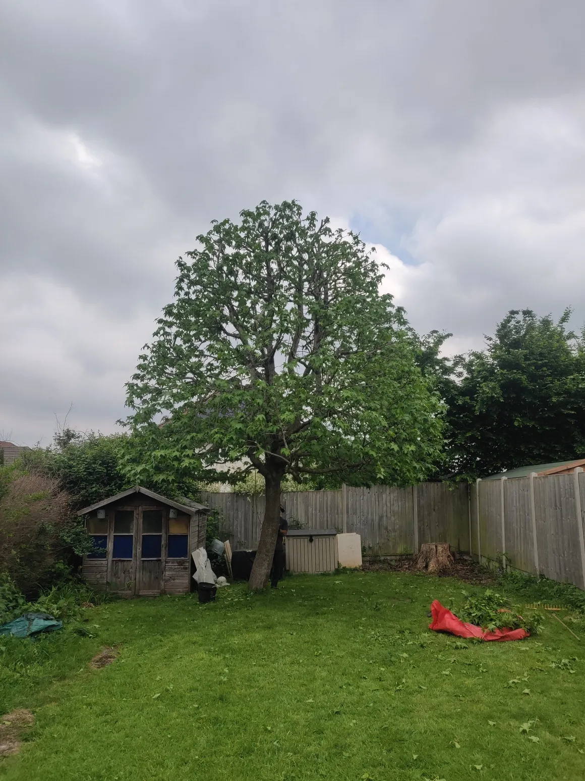 Tall garden tree near a playhouse, assessed for safe reduction