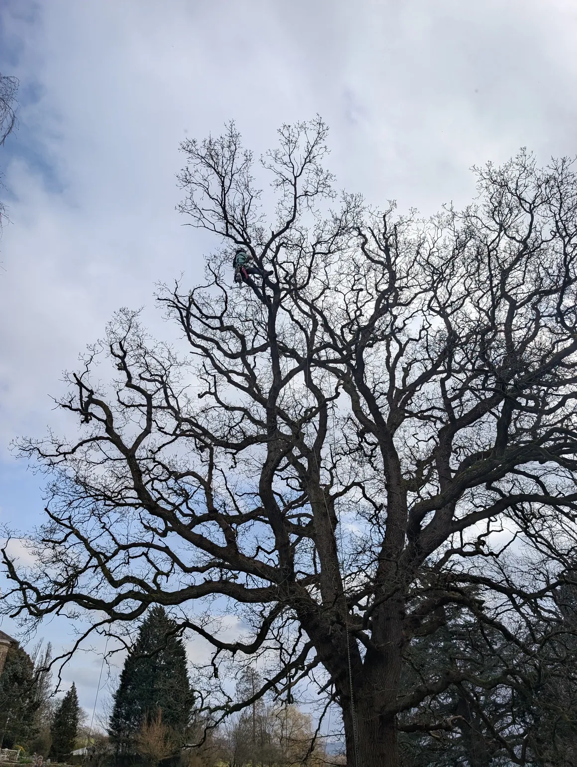 Large mature tree being reduced in a residential garden