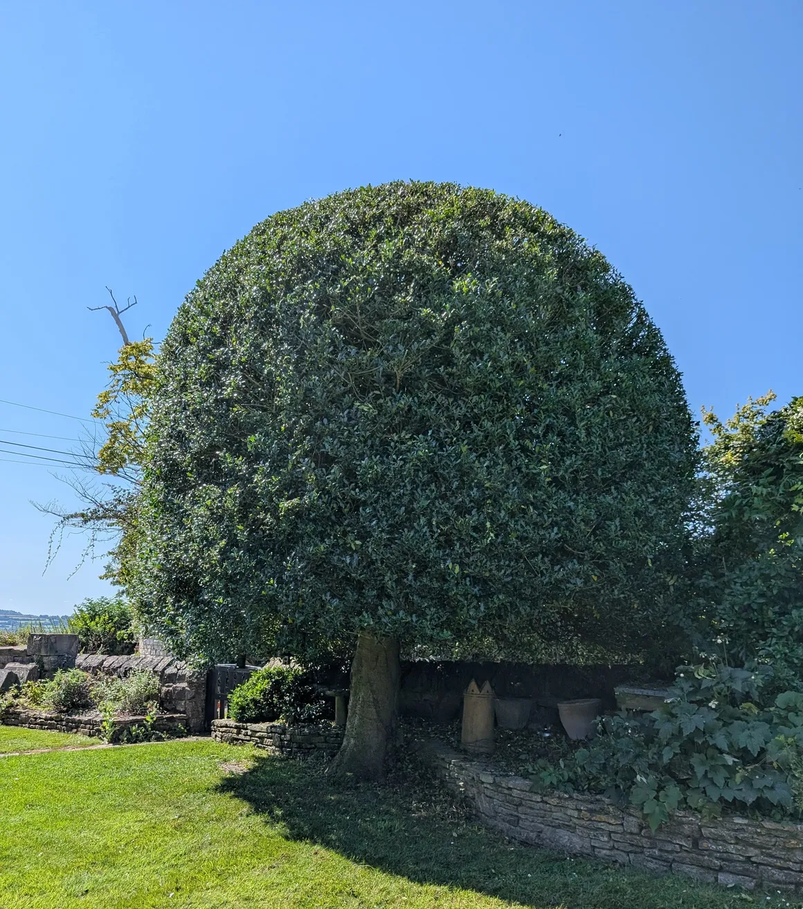 Neatly trimmed formal hedge and lawn in a residential garden