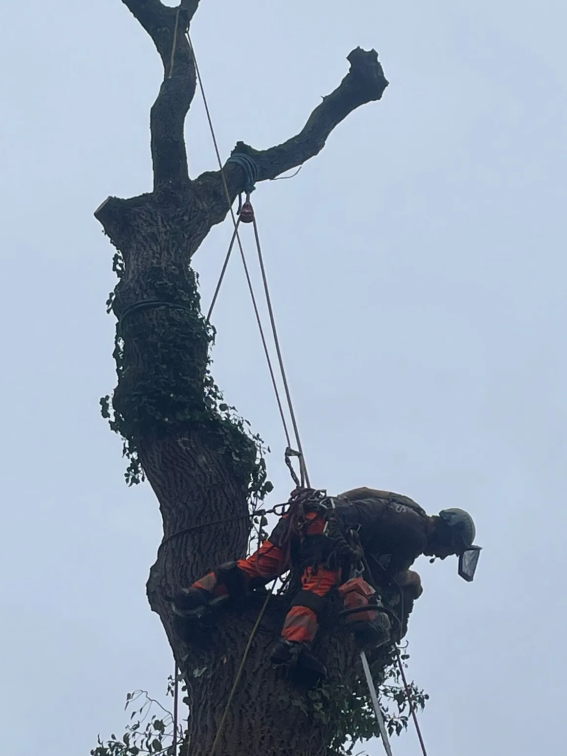Arborist rigged to a bare trunk during a controlled dismantling operation
