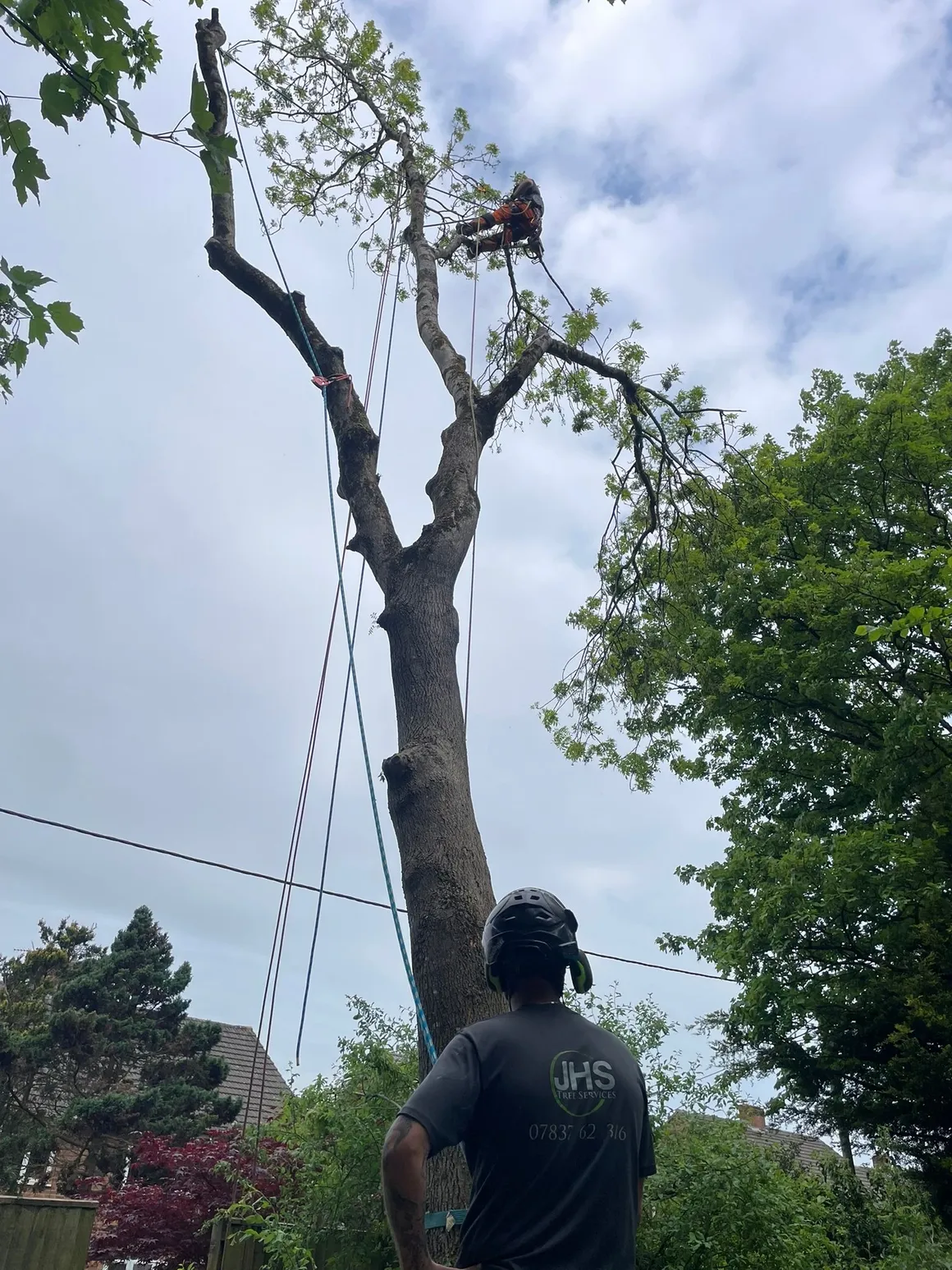 JHS Tree Services arborist carrying out technical tree work near overhead utility lines
