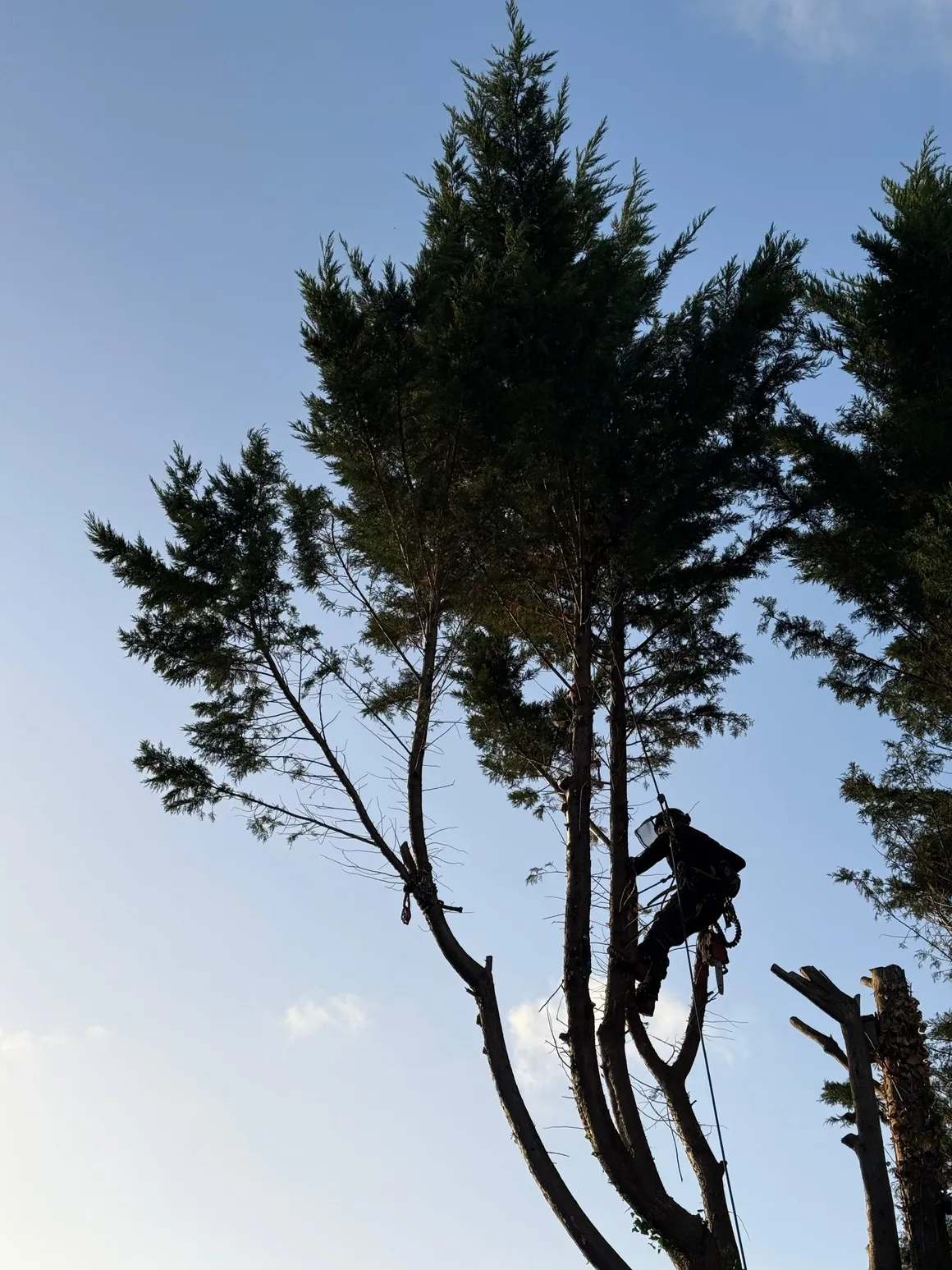 Tall conifer canopy viewed from below against the sky