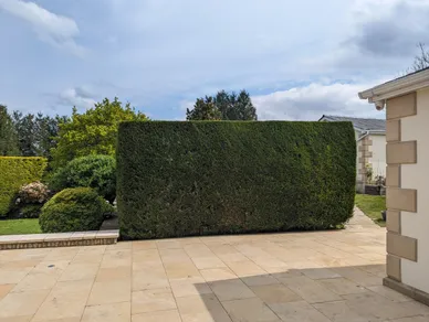 Hedge Trimming
