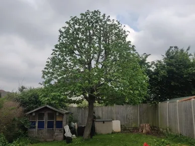 Tree Reductions