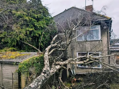Tree Removal & Dismantling