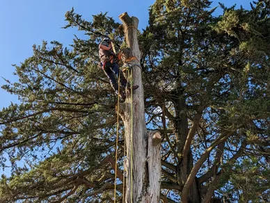 Deadwood Removal